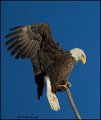 _1SB8515 american bald eagle